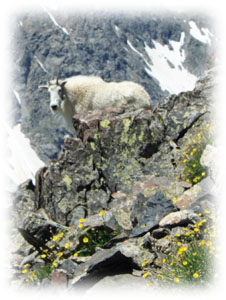 mountain goat trying out for The Sound of Music